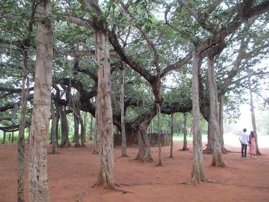 Meerdere bomen in elkaar gegroeid, geen wonder dat dit een heilige plek op Auroville is...